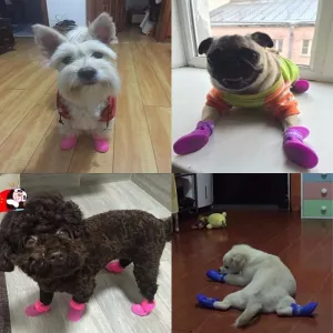 Pohodlné gumové boty pro psy v purpurové, velikost S TopTechnology Pohodlné gumové boty pro psy v purpurové, velikost S TopTechnology