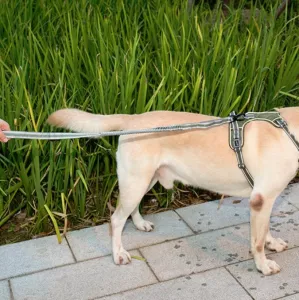 Reflexní elastické vodítko pro psy - zelené TopTechnology