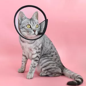Ochranný obojek pro domácí mazlíčky proti kousnutí, velikost No.4/12.5cm TopTechnology Ochranný obojek pro domácí mazlíčky proti kousnutí, velikost No.4/12.5cm TopTechnology