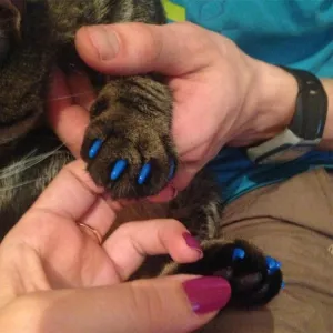 20 ks silikonové měkké kapky na nehty pro kočky - ochrana drápů (XS, žluté) TopTechnology 20 ks silikonové měkké kapky na nehty pro kočky - ochrana drápů (XS, žluté) TopTechnology