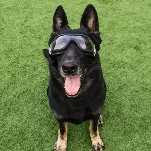Pet Goggles - Průhledné brýle pro psy, voděodolné, větruodolné TopTechnology Pet Goggles - Průhledné brýle pro psy, voděodolné, větruodolné TopTechnology
