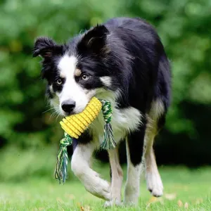 Hračky pro domácí mazlíčky - Dog Teething Stick Pet Chewing Toy TopTechnology Hračky pro domácí mazlíčky - Dog Teething Stick Pet Chewing Toy TopTechnology