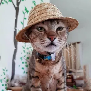 Mini Pet Straw Hat pro kočky a psy - narozeninová party, sluneční clona, XL 20cm TopTechnology